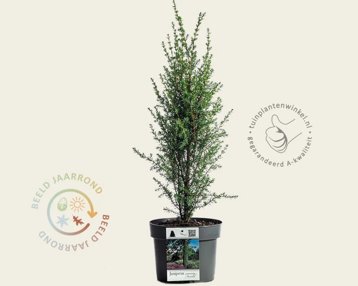 Juniperus communis 'Arnold'
