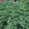 Juniperus communis 'Green Carpet'