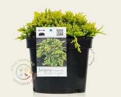 Juniperus horizontalis 'Golden Carpet'