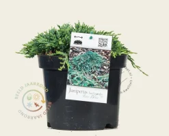 Juniperus horizontalis 'Icee Blue'