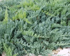 Juniperus horizontalis 'Icee Blue'