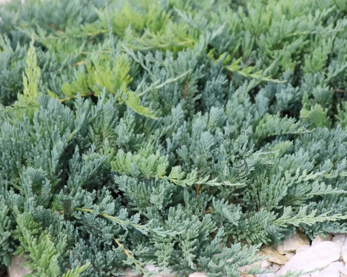 Juniperus horizontalis 'Icee Blue'