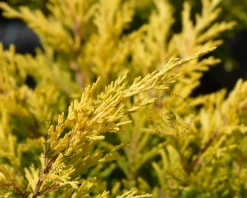 Juniperus horizontalis 'Lime Glow'