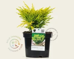 Juniperus horizontalis 'Lime Glow'