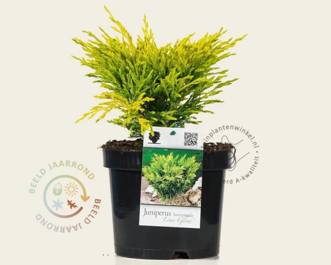 Juniperus horizontalis 'Lime Glow'