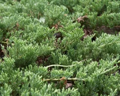 Juniperus horizontalis 'Prince of Wales'