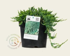 Juniperus horizontalis 'Wiltonii'