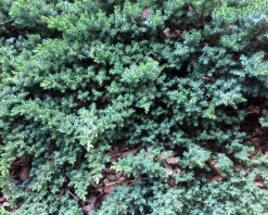 Juniperus horizontalis 'Wiltonii'