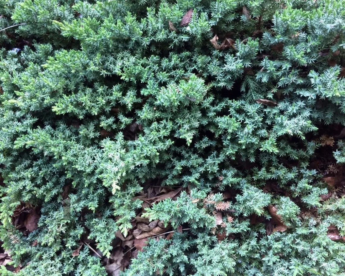 Juniperus horizontalis 'Wiltonii'