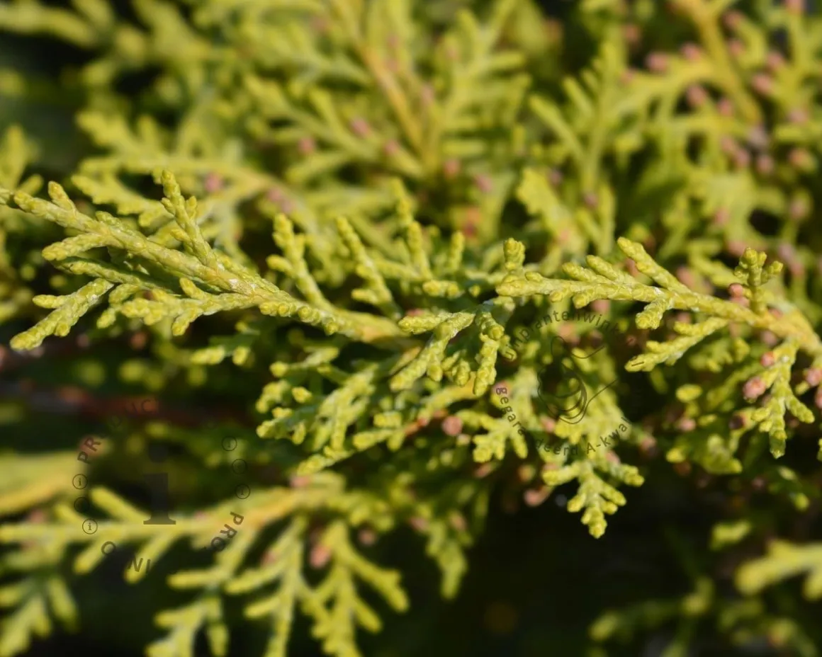 Juniperus media 'Old Gold'