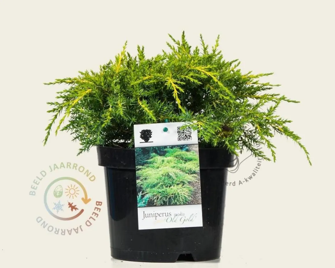 Juniperus media 'Old Gold'