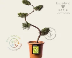 Juniperus media 'Pfitzeriana Aurea' - bonsai - Excellent