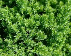 Juniperus procumbens 'Nana'