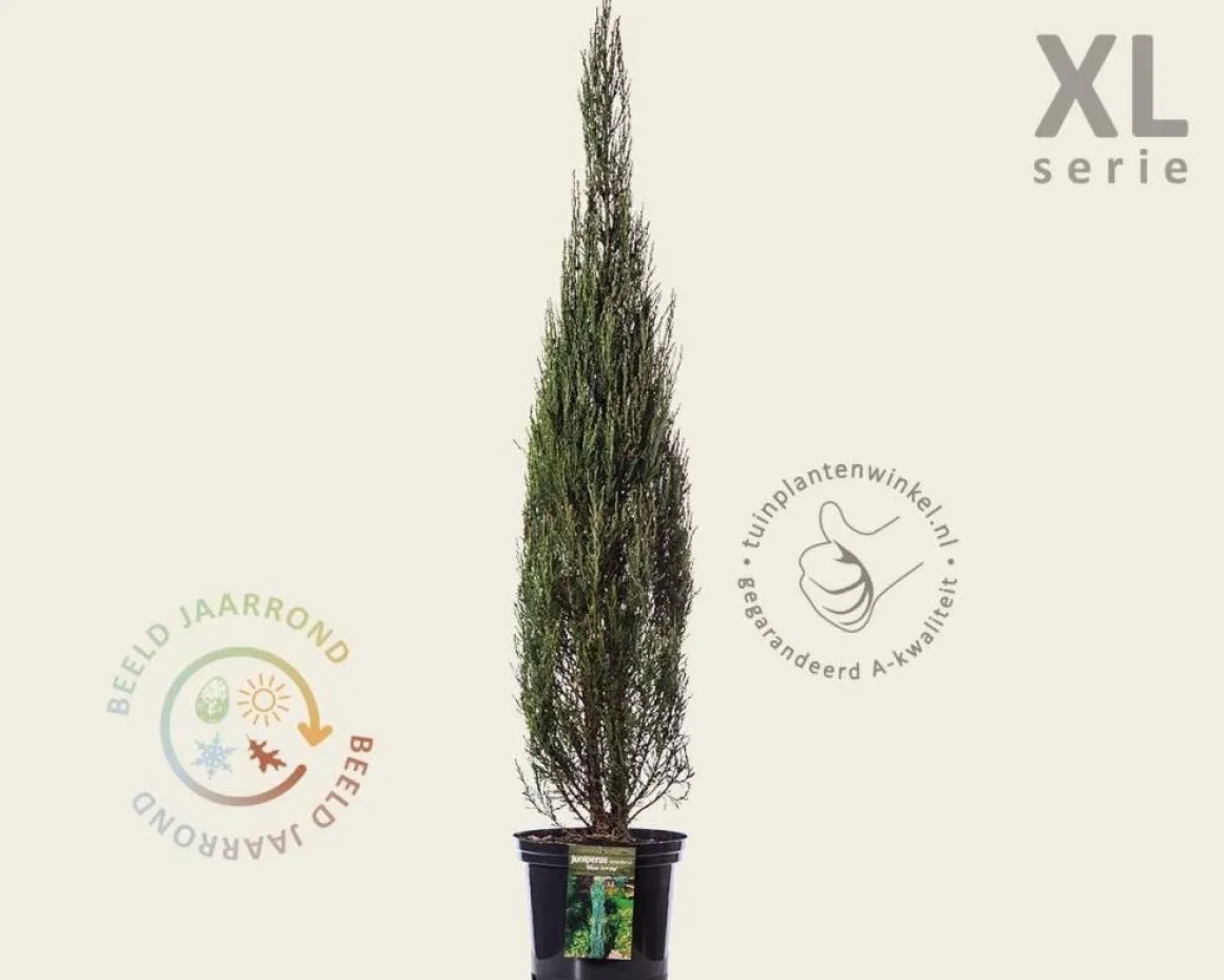 Juniperus scopulorum 'Blue Arrow' 100/125 - in pot - XL
