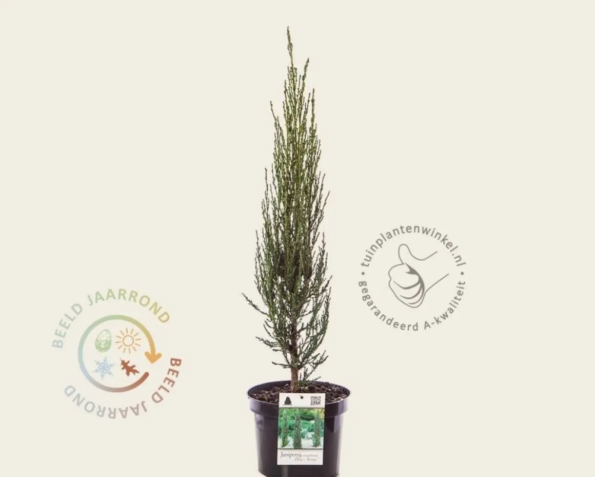 Juniperus scopulorum 'Blue Arrow' 40/50