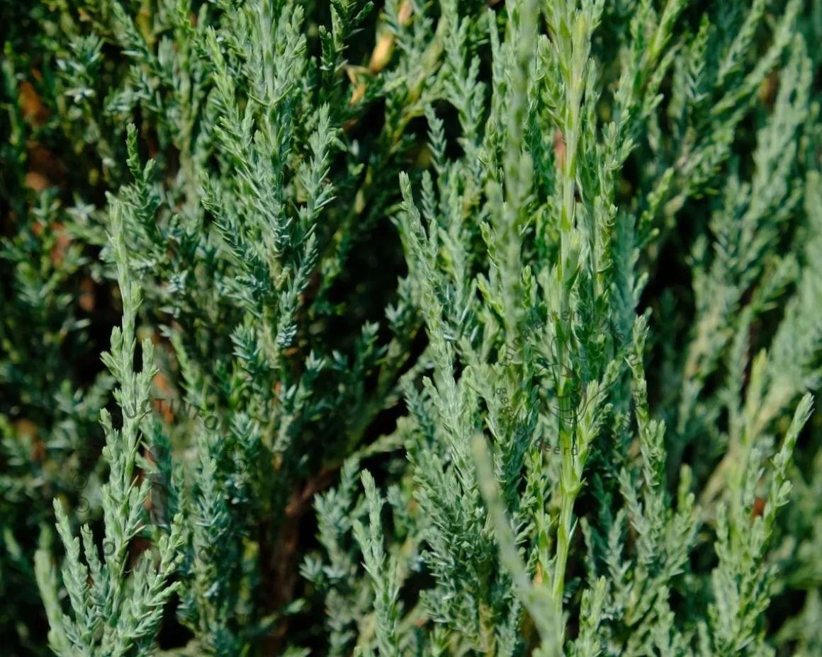 Juniperus scopulorum 'Blue Arrow' 40/50