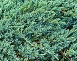 Juniperus squamata 'Blue Carpet'