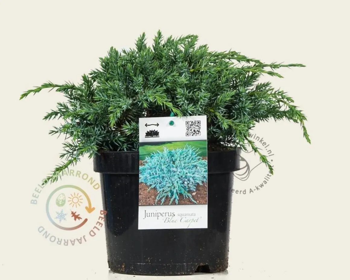 Juniperus squamata 'Blue Carpet'