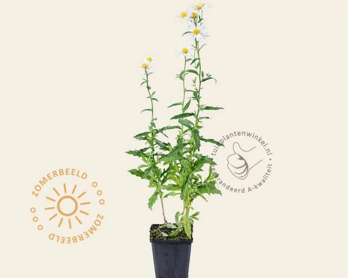 Kalimeris incisa 'Alba'