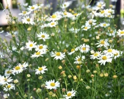 Kalimeris incisa 'Alba'