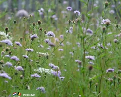 Knautia arvensis