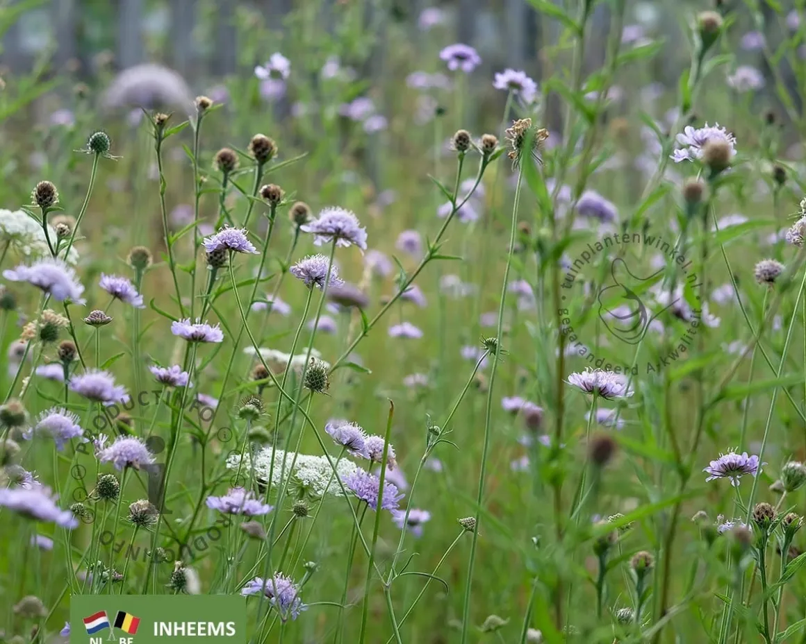 Knautia arvensis