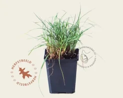 Koeleria glauca