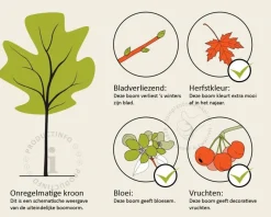 Koelreuteria paniculata - hoogstam