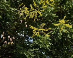 Koelreuteria paniculata - hoogstam
