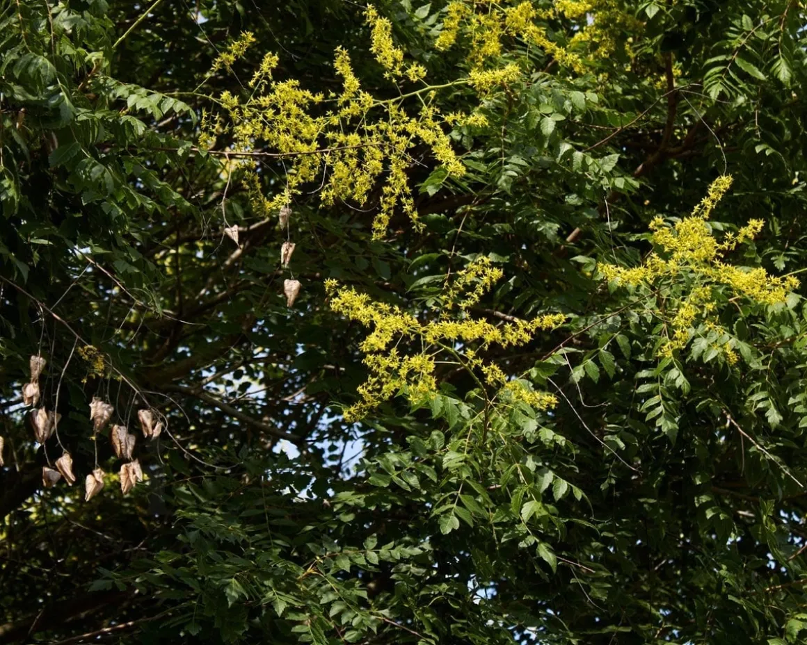 Koelreuteria paniculata - hoogstam