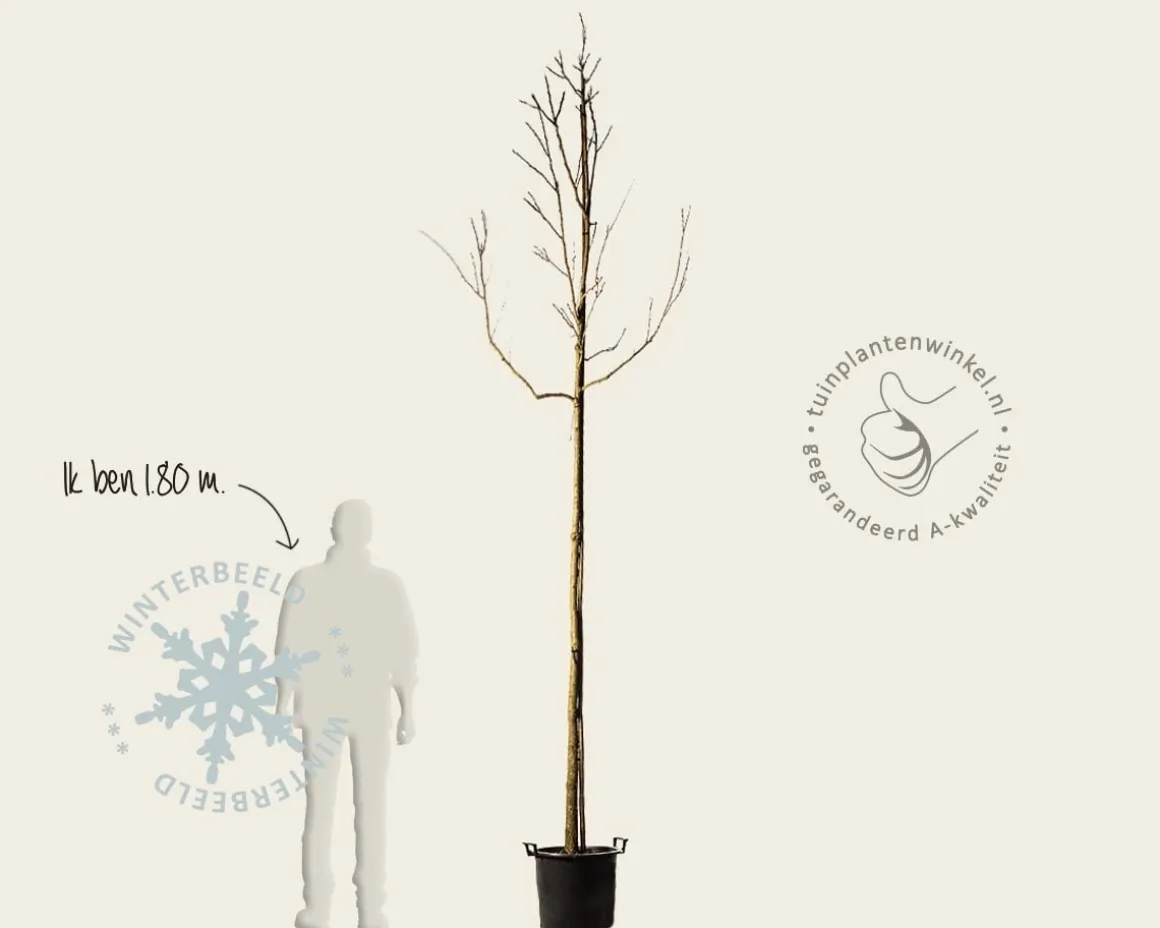 Koelreuteria paniculata - hoogstam