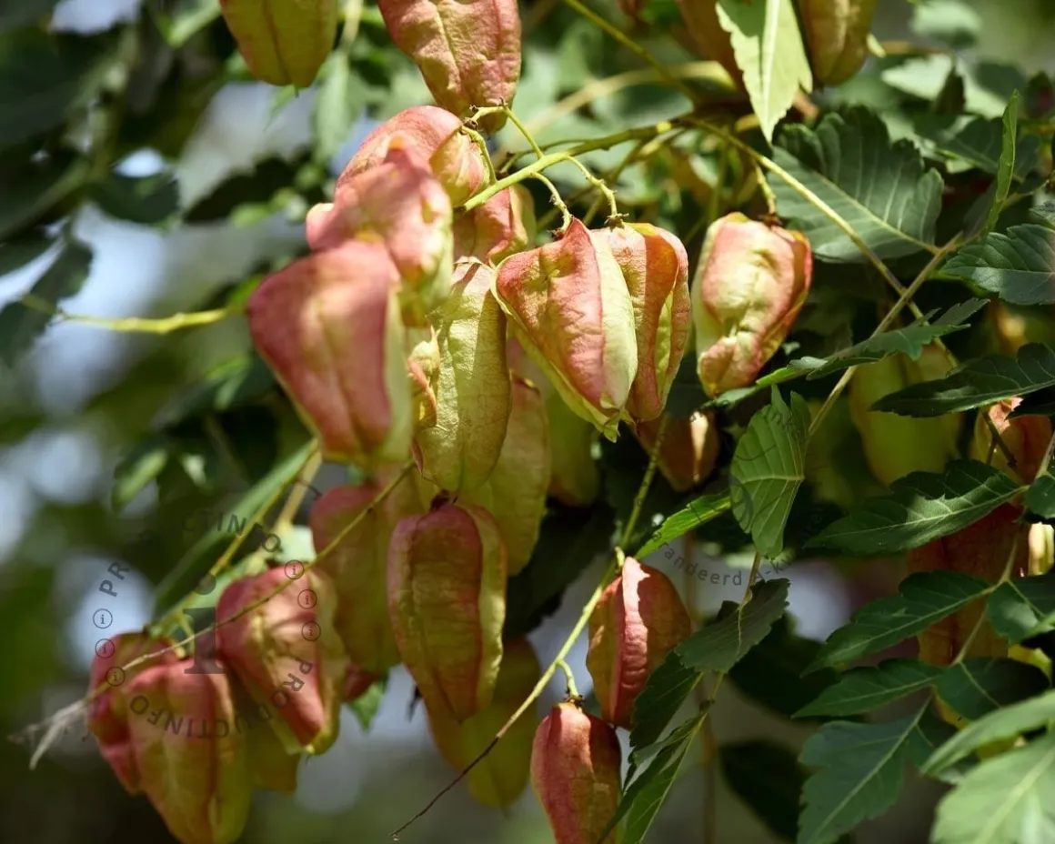Koelreuteria paniculata - hoogstam