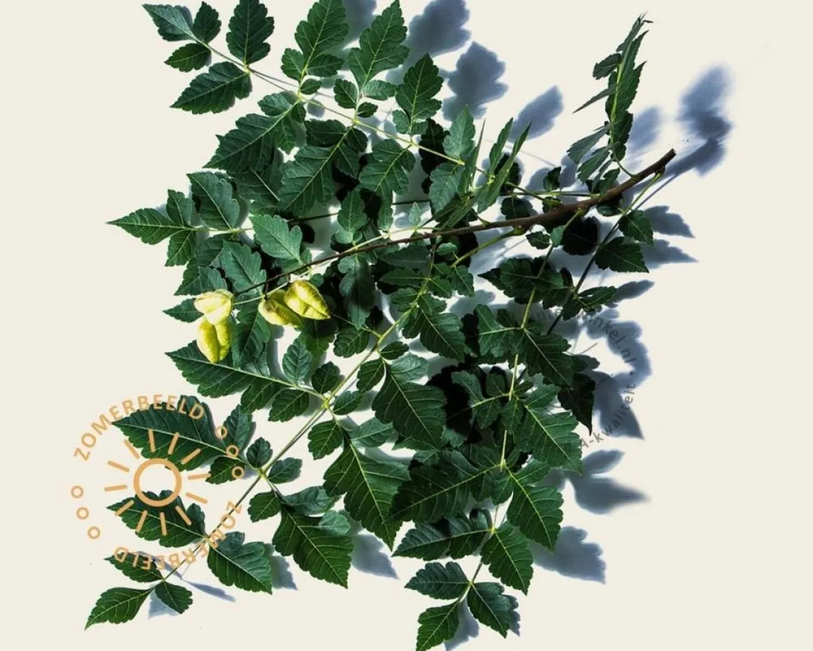 Koelreuteria paniculata - hoogstam