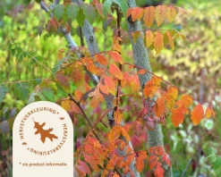 Koelreuteria paniculata - hoogstam