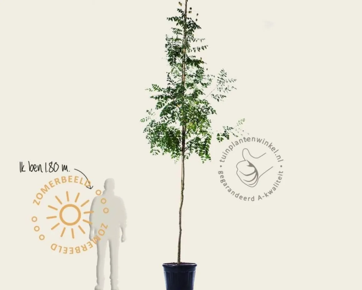 Koelreuteria paniculata - hoogstam
