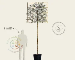 Kurkeik leiboom - Rek 120x120 cm