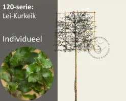 Kurkeik leiboom - Rek 120x120 cm