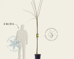 Laburnum watereri 'Vossii'