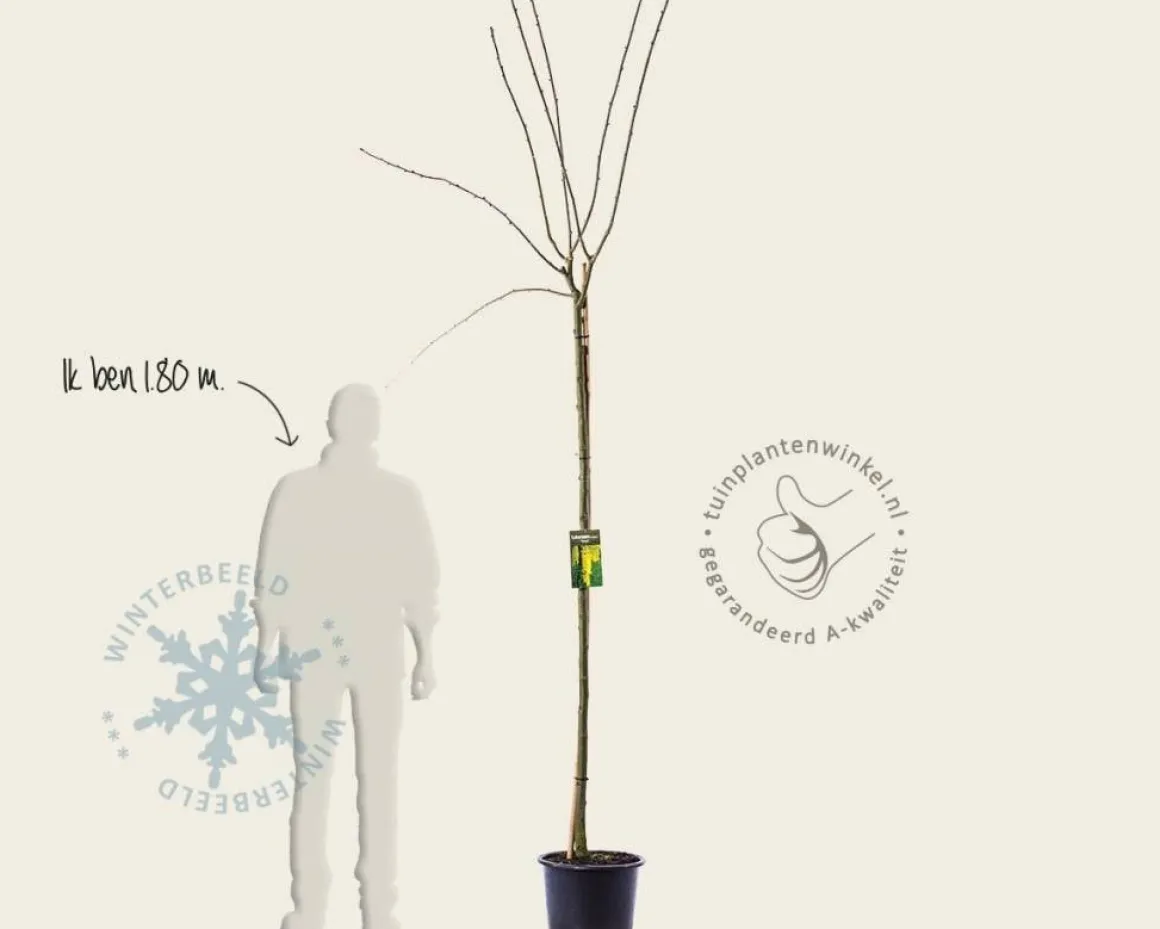 Laburnum watereri 'Vossii'