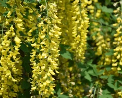 Laburnum watereri 'Vossii'