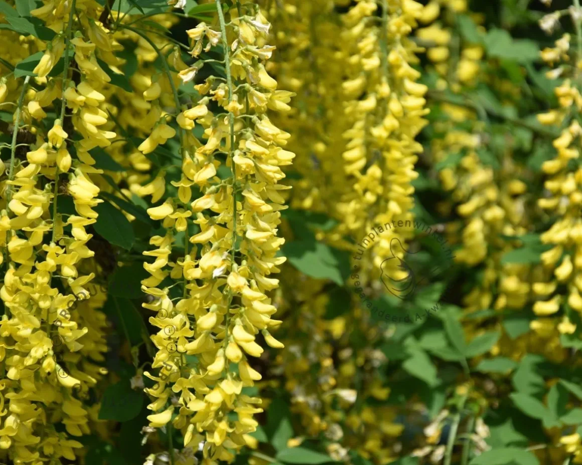 Laburnum watereri 'Vossii'