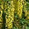 Laburnum watereri 'Vossii'