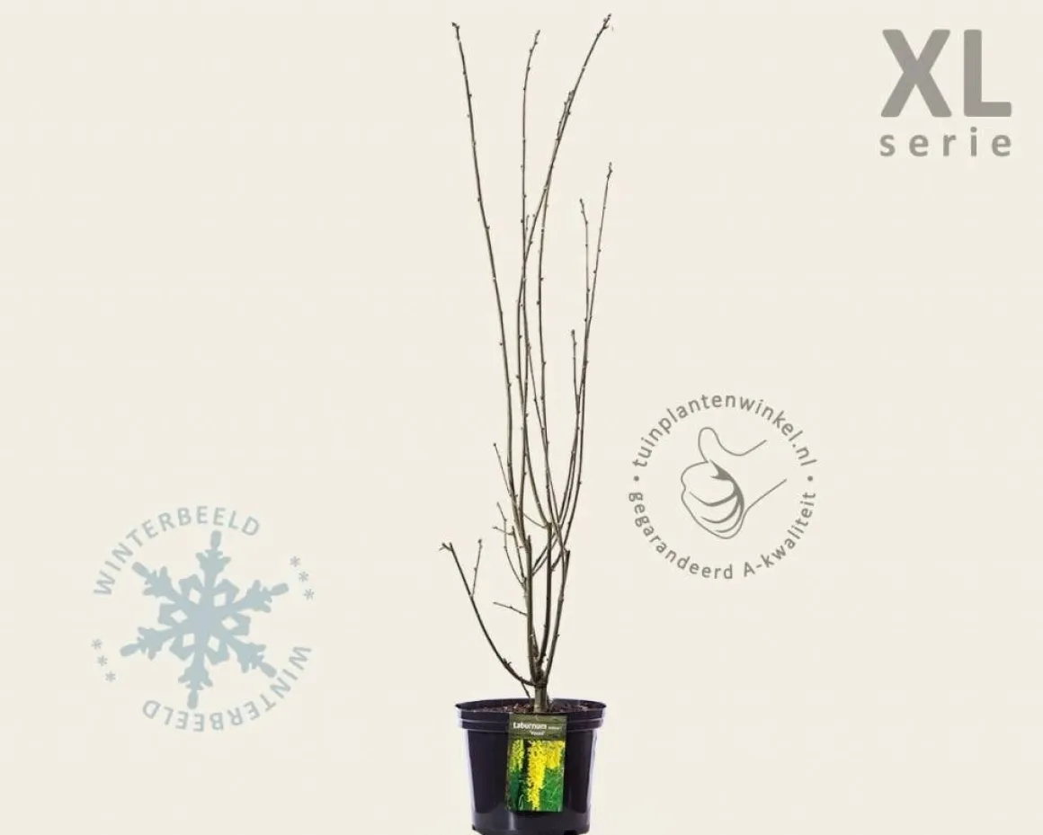 Laburnum watereri 'Vossii' - XL