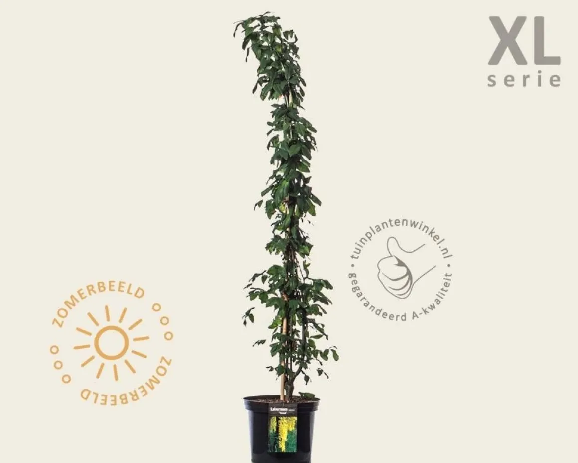 Laburnum watereri 'Vossii' - XL