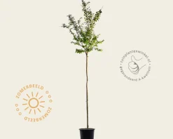 Lagerstroemia indica 'Lilach' - op stam