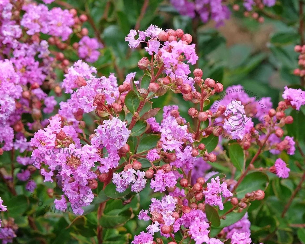 Lagerstroemia indica 'Lilach' - op stam