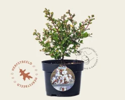 Lagerstroemia indica 'Milabla' (With Love Virgin)