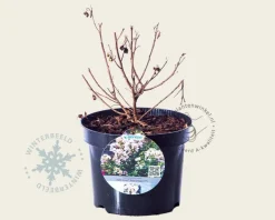 Lagerstroemia indica 'Milaperl' (With Love Babe)