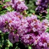 Lagerstroemia indica 'Milavio' (With Love Eternal)