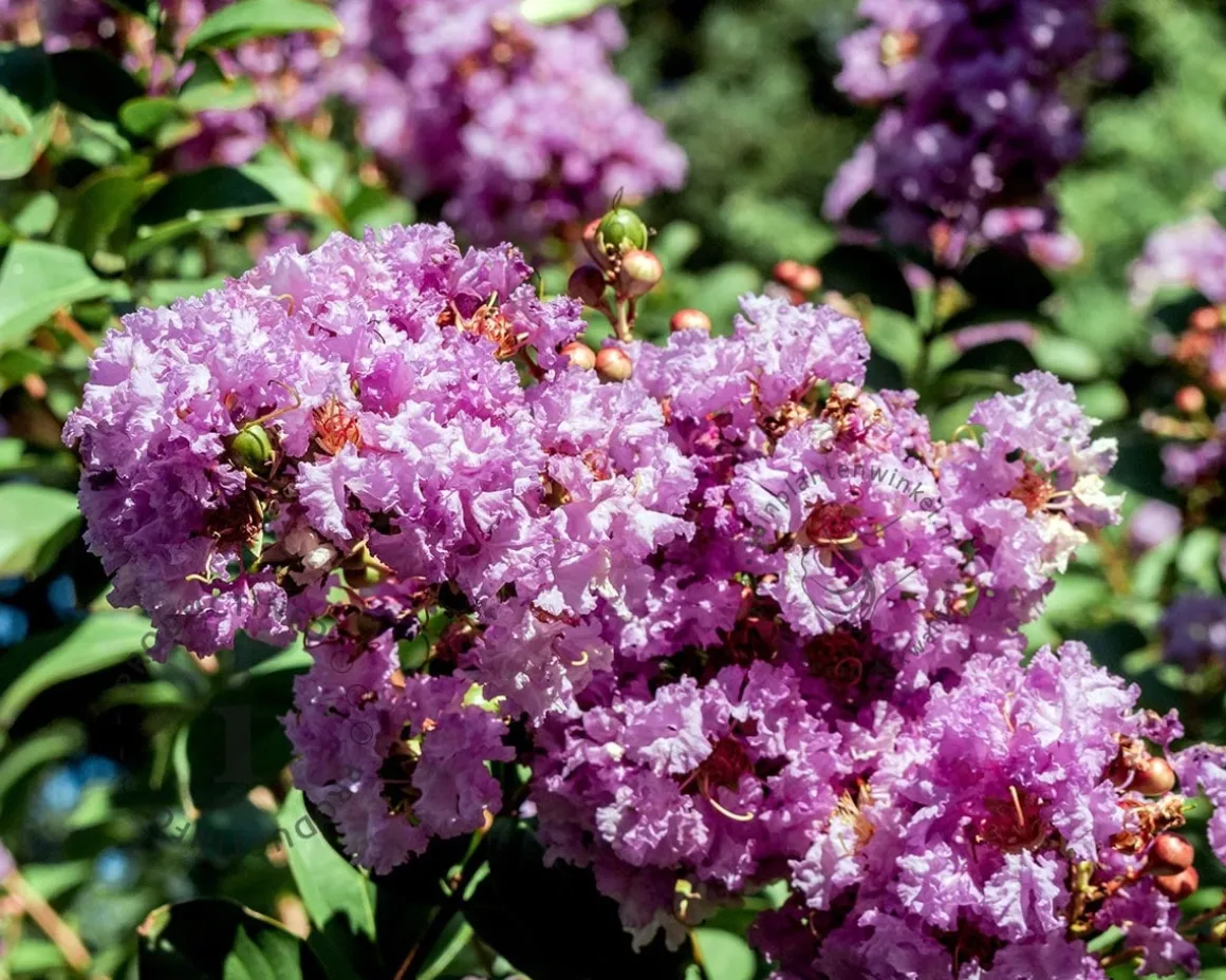 Lagerstroemia indica 'Milavio' (With Love Eternal)